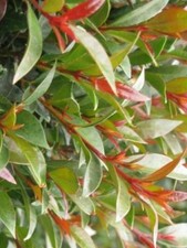 Pianta di Eugenia Myrtifolia