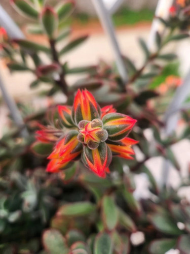 Talee echeveria pulvinata - 3,