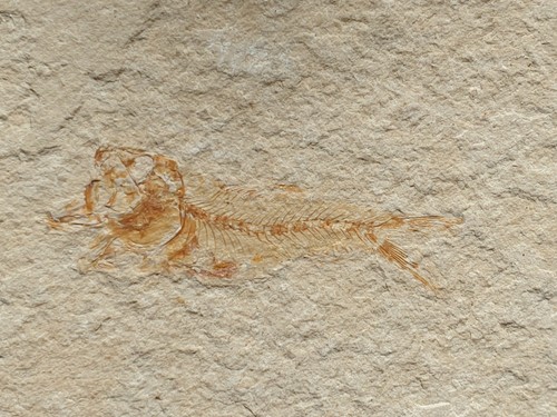 Phoenicolepis pesce - phoenicolepis, -pesce