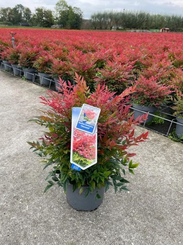 Nandina domestica bambù sacro - nandina,