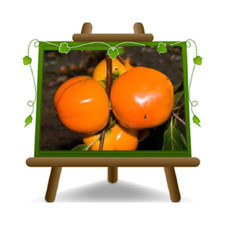 Kaki Mela Hana Fuyu frutto antico pianta su vaso da 26cm Altezza 170 eta 4 anni