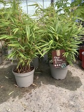 Bambù Due  Fargesia Red Dragon Pianta Altezza  50 Cm Vaso 17 Raro Bamboo