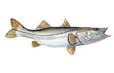 Common Snook Robalo Fish Vinyl
