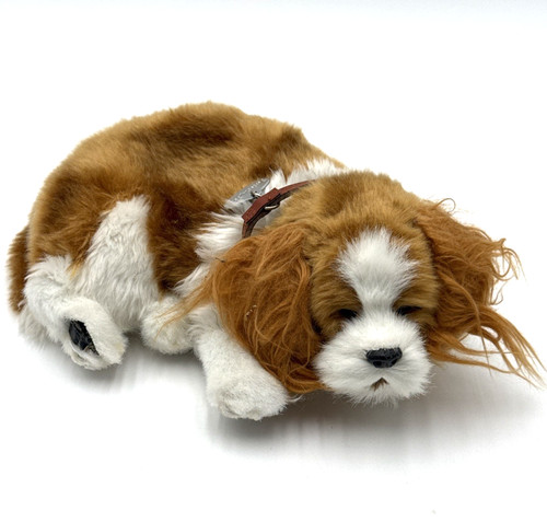Perfetto petzzz cavalier king - perfetto,