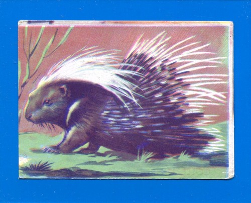 Animali lampo 1964 - lampo,