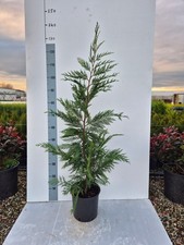 Cupressus Leylandii Verde –
