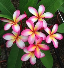 Day Dream - Talea - Ramificata