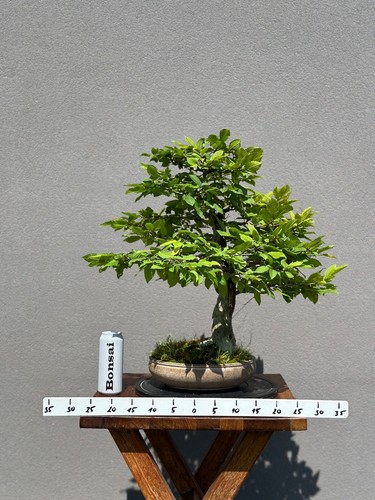 Bonsai carpino betulus - bonsai, di