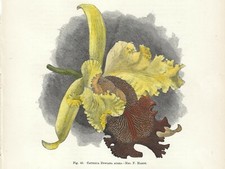 Stampa antica FIORI ORCHIDEA CATTLEYA DOWIANA AUREA botanica 1896 Antique print