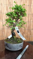 Bonsai olmo parvifolia - bonsai, h