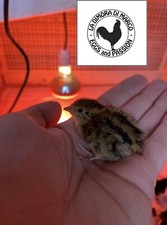 18 Uova Feconde Fertili