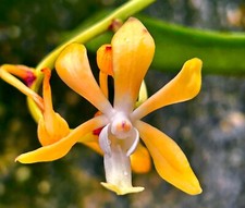 Neofinetia Ibrido Arancione
