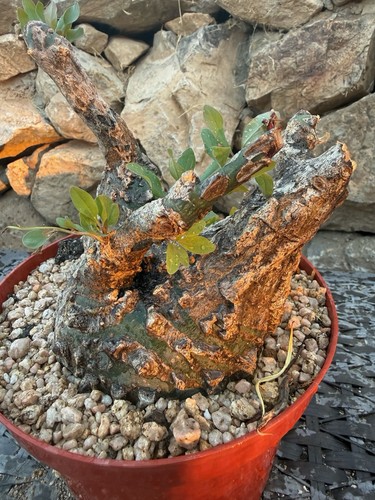 Coccodrillo fouquieria - coccodrillo,