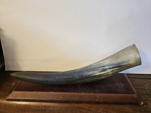 Corno mucca vintage da - mucca,