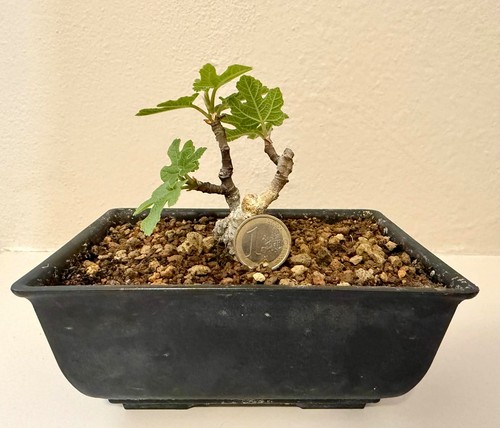 Rare mame bonsai ficus carica - mame,