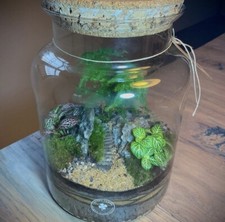 terrarium 