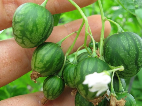 Tzimbalo solanum caripense - tzimbalo,