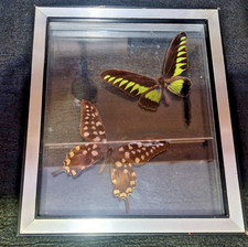 Vintage Collezione di Farfalle