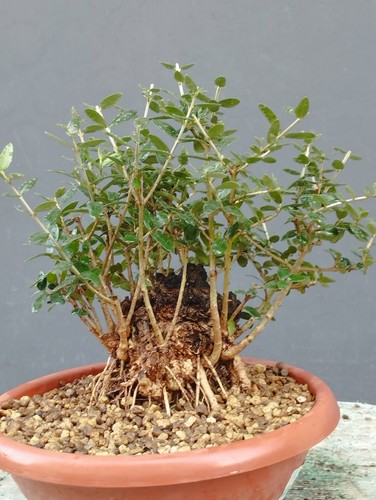 Bonsai olivastro 24x13cm - bonsai, in