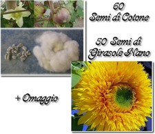 60 SEMI DI COTONE , 50