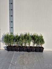 Thuja occidentalis