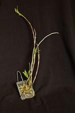 Dendrobium fytchianum var