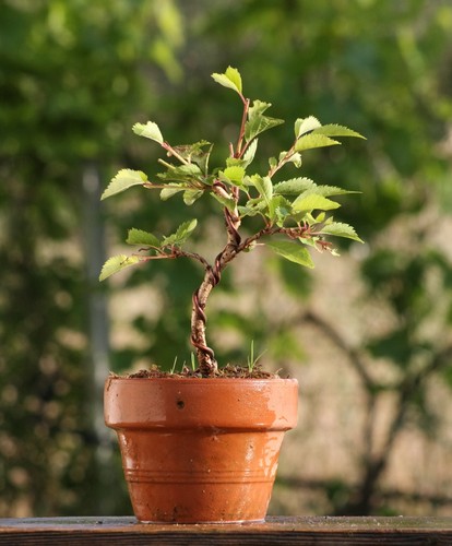 Prebonsai prunus - prebonsai,