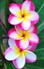 4 SEMI DI PLUMERIA FRANGIPANI