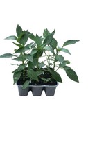 Peperoncino cayenna corto