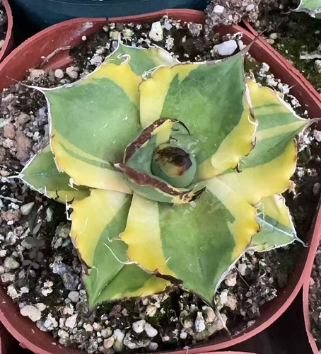 Rara pianta succulenta agave - rara,