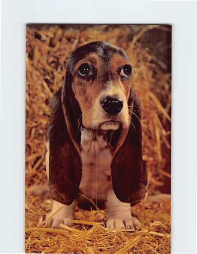Cartolina basset hound - basset,