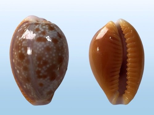 Cypraea helvola helvola