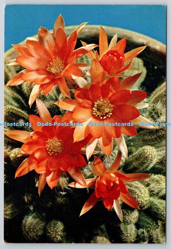 D326184 peanut cactus - peanut,