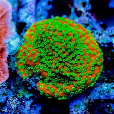 Aci coltured sunset montipora - coltured,