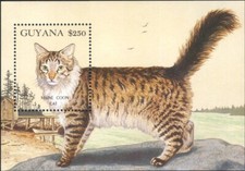 Guyana 1992 Maine Coon/Gatti