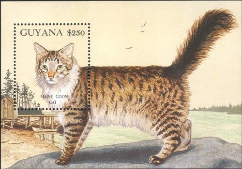 Guyana 1992 maine coon - guyana,