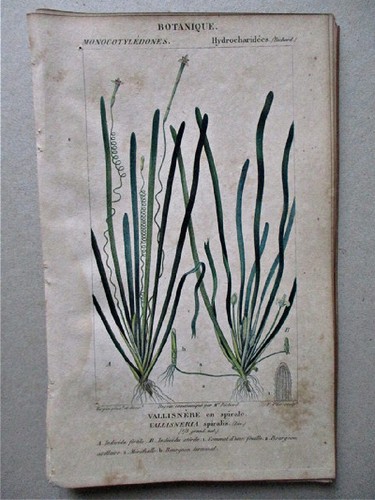 Vintage print vallisneria - vintage, print,
