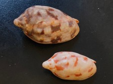 Conchiglia Voluta CYMBIOLA RUTILIA NORRISII set di 2 pezzi varietà di colore
