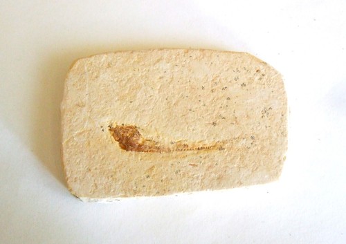 Fossili pesce fossile - fossili, (11)