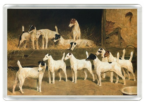 Smooth fox terrier dogs - smooth,