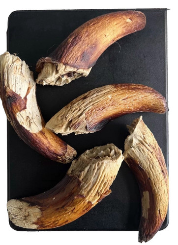 Corno agnello midollo cane - corno,