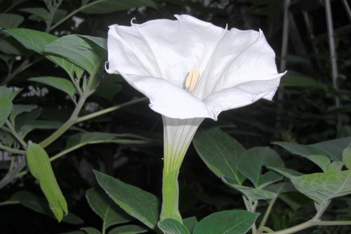 Semi datura bianca - datura, "datura