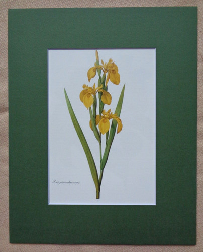 Botanical flowers redoute - botanical,