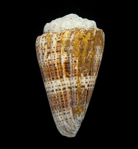Conchiglia conus imperialis - conchiglia, imperialis-