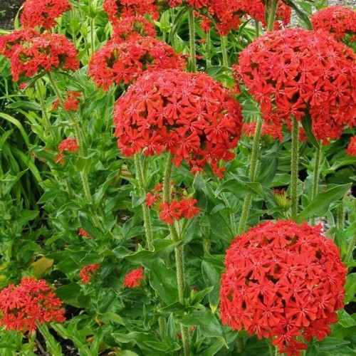 Amore ardente lychnis - amore,