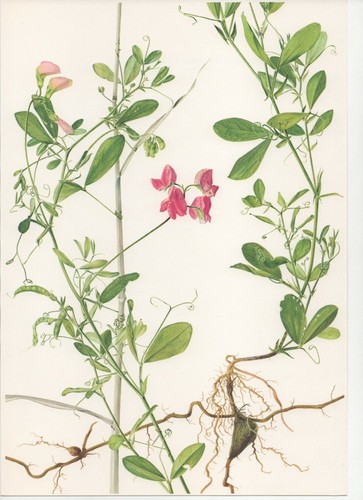 Stampa botanica vintage anni - stampa,