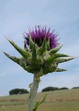 200 Semi Di Cardo Selvatico Silybum marianum