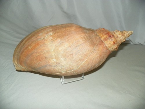 Huge adelomelon beckii - beckii, (