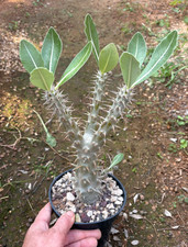 PACHYPODIUM HOREMBENSE -