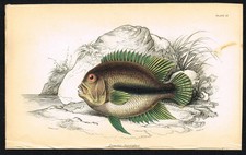 Stampa pesce jardine 1843 -